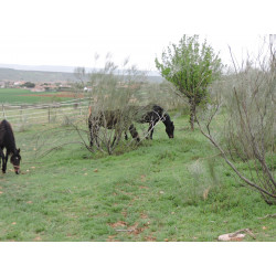 CABALLOS CABALLOS ESPAÑOLES CABALLOS EN VENTA YEGUADA YEGUAS POTROS