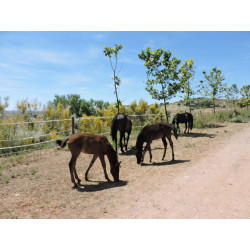 CABALLOS CABALLOS ESPAÑOLES CABALLOS EN VENTA YEGUADA YEGUAS POTROS
