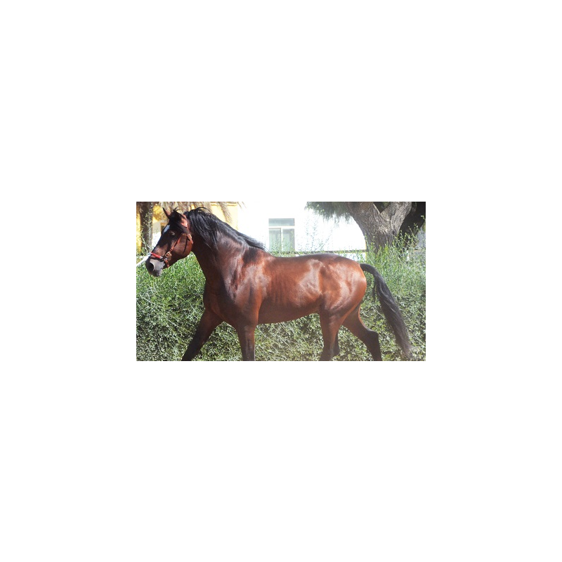 CABALLOS  CABALLOS ESPAÑOLES  CABALLOS EN VENTA  YEGUADA  YEGUAS  POTROS  POTRAS  CABALLOS CDE