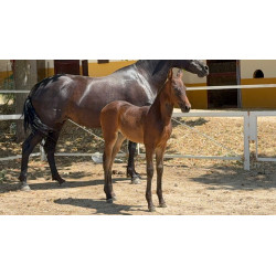 CABALLOS CABALLOS ESPAÑOLES CABALLOS EN VENTA YEGUADA YEGUAS POTROS