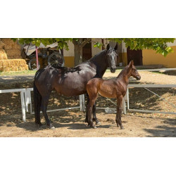 CABALLOS CABALLOS ESPAÑOLES CABALLOS EN VENTA YEGUADA YEGUAS POTROS