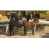 CABALLOS CABALLOS ESPAÑOLES CABALLOS EN VENTA YEGUADA YEGUAS POTROS