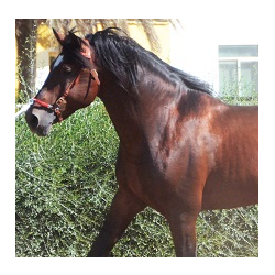 CABALLOS  CABALLOS ESPAÑOLES  CABALLOS EN VENTA  YEGUADA  YEGUAS  POTROS  POTRAS  CABALLOS CDE