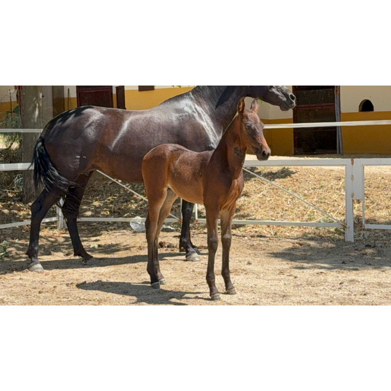 CABALLOS CABALLOS ESPAÑOLES CABALLOS EN VENTA YEGUADA YEGUAS POTROS