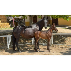 CABALLOS CABALLOS ESPAÑOLES CABALLOS EN VENTA YEGUADA YEGUAS POTROS