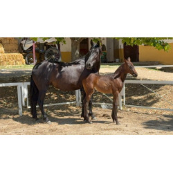 CABALLOS CABALLOS ESPAÑOLES CABALLOS EN VENTA YEGUADA YEGUAS POTROS