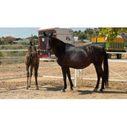 CABALLOS CABALLOS ESPAÑOLES CABALLOS EN VENTA YEGUADA YEGUAS POTROS
