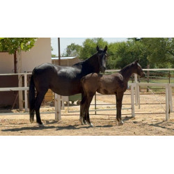 CABALLOS CABALLOS ESPAÑOLES CABALLOS EN VENTA YEGUADA YEGUAS POTROS
