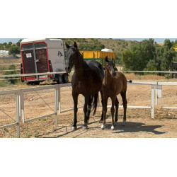 CABALLOS CABALLOS ESPAÑOLES CABALLOS EN VENTA YEGUADA YEGUAS POTROS