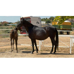 CABALLOS CABALLOS ESPAÑOLES CABALLOS EN VENTA YEGUADA YEGUAS POTROS