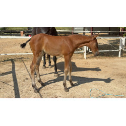 CABALLOS CABALLOS ESPAÑOLES CABALLOS EN VENTA YEGUADA YEGUAS POTROS