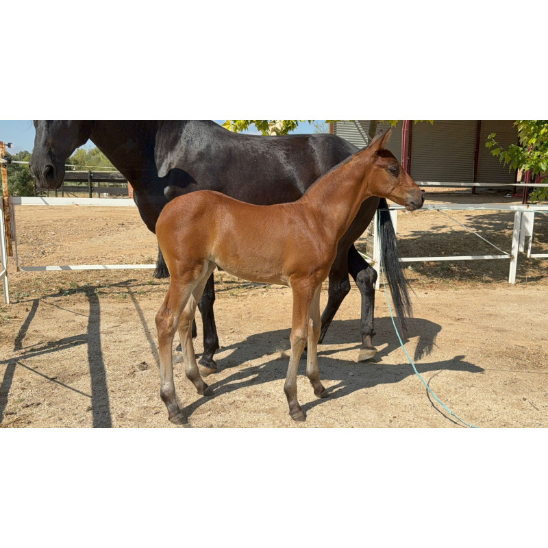 CABALLOS CABALLOS ESPAÑOLES CABALLOS EN VENTA YEGUADA YEGUAS POTROS