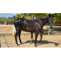 CABALLOS CABALLOS ESPAÑOLES CABALLOS EN VENTA YEGUADA YEGUAS POTROS