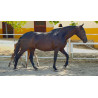 CABALLOS CABALLOS ESPAÑOLES CABALLOS EN VENTA YEGUADA YEGUAS POTROS