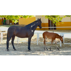 CABALLOS CABALLOS ESPAÑOLES CABALLOS EN VENTA YEGUADA YEGUAS POTROS