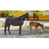 CABALLOS CABALLOS ESPAÑOLES CABALLOS EN VENTA YEGUADA YEGUAS POTROS