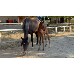 CABALLOS CABALLOS ESPAÑOLES CABALLOS EN VENTA YEGUADA YEGUAS POTROS