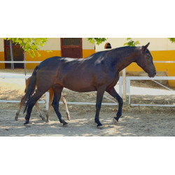 CABALLOS CABALLOS ESPAÑOLES CABALLOS EN VENTA YEGUADA YEGUAS POTROS