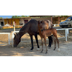 CABALLOS CABALLOS ESPAÑOLES CABALLOS EN VENTA YEGUADA YEGUAS POTROS