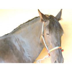 CABALLOS CABALLOS ESPAÑOLES CABALLOS EN VENTA YEGUADA YEGUAS POTROS
