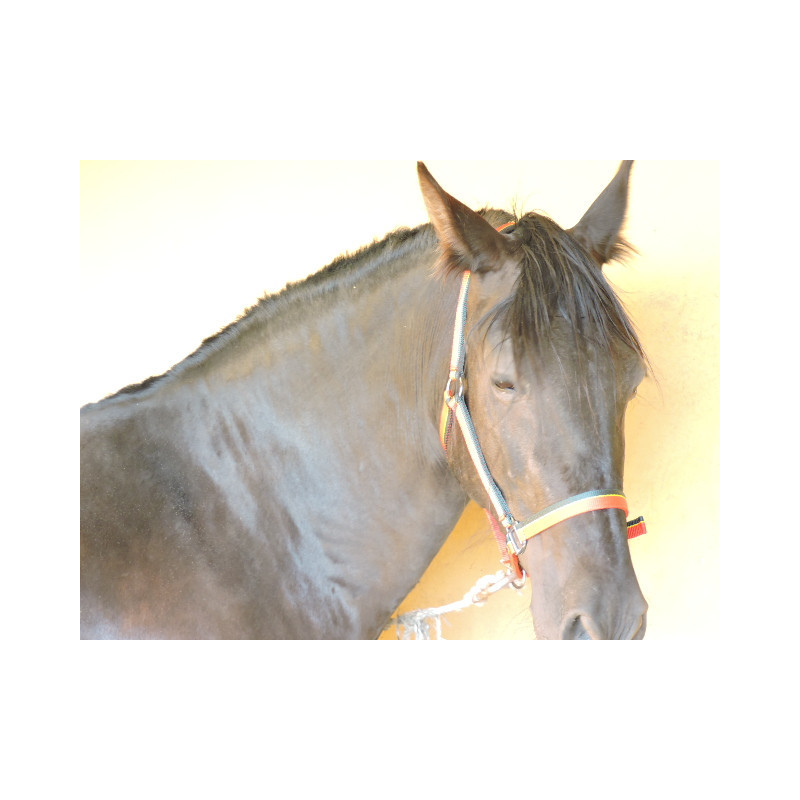 CABALLOS CABALLOS ESPAÑOLES CABALLOS EN VENTA YEGUADA YEGUAS POTROS