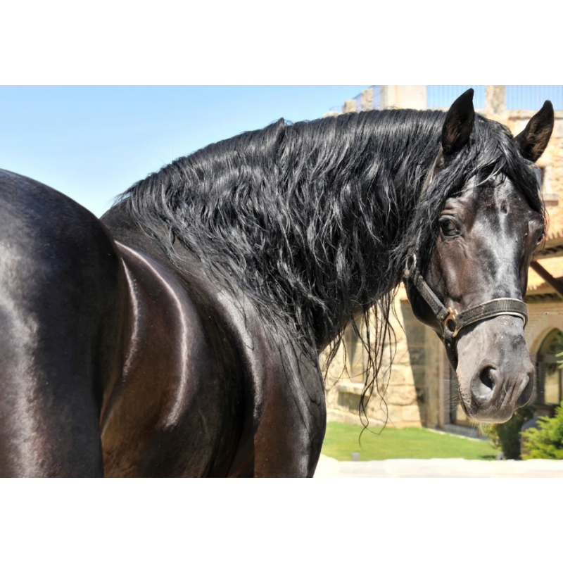 CABALLOS CABALLOS ESPAÑOLES CABALLOS EN VENTA YEGUADA YEGUAS POTROS