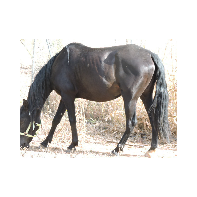CABALLOS CABALLOS ESPAÑOLES CABALLOS EN VENTA YEGUADA YEGUAS POTROS