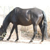 CABALLOS CABALLOS ESPAÑOLES CABALLOS EN VENTA YEGUADA YEGUAS POTROS