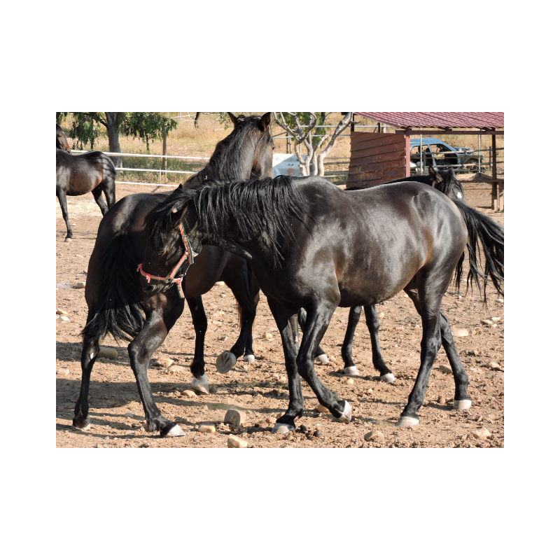 CABALLOS CABALLOS ESPAÑOLES CABALLOS EN VENTA YEGUADA YEGUAS POTROS