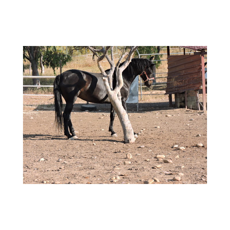 CABALLOS CABALLOS ESPAÑOLES CABALLOS EN VENTA YEGUADA YEGUAS POTROS
