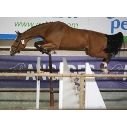CABALLOS CABALLOS ESPAÑOLES CABALLOS EN VENTA YEGUADA YEGUAS POTROS