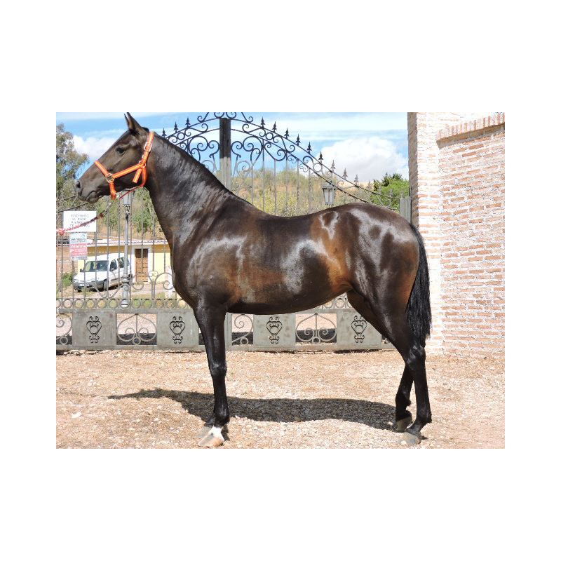 CABALLOS CABALLOS ESPAÑOLES CABALLOS EN VENTA YEGUADA YEGUAS POTROS