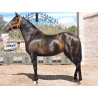 CABALLOS CABALLOS ESPAÑOLES CABALLOS EN VENTA YEGUADA YEGUAS POTROS