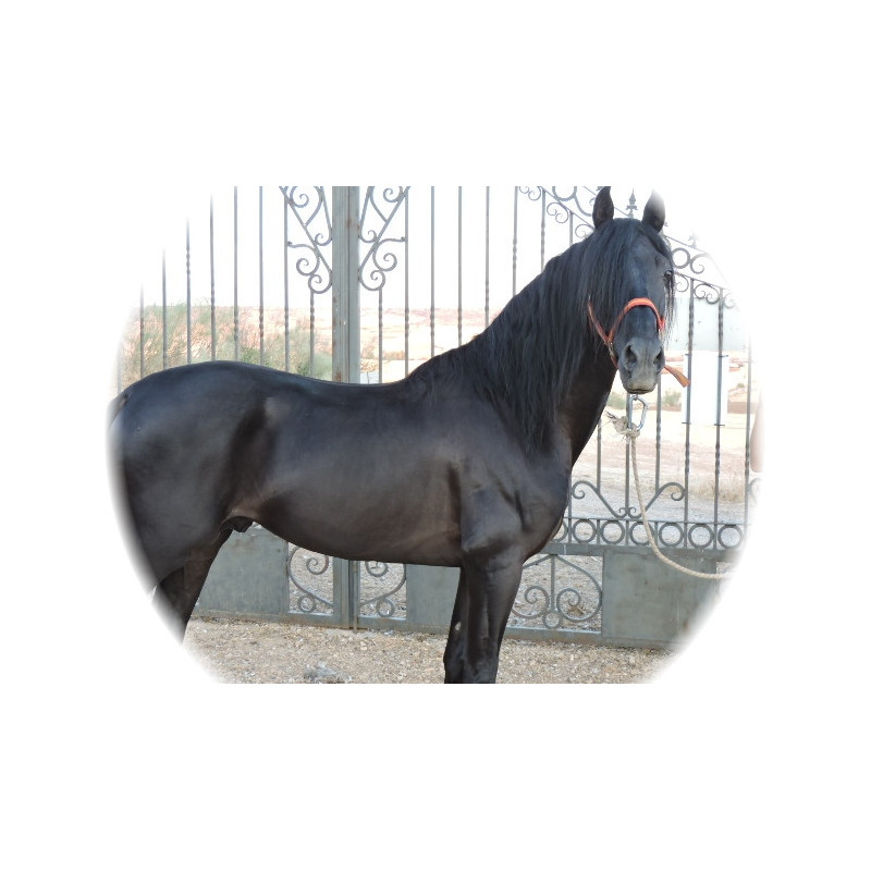 CABALLOS CABALLOS ESPAÑOLES CABALLOS EN VENTA YEGUADA YEGUAS POTROS
