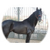 CABALLOS CABALLOS ESPAÑOLES CABALLOS EN VENTA YEGUADA YEGUAS POTROS