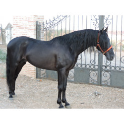 CABALLOS CABALLOS ESPAÑOLES CABALLOS EN VENTA YEGUADA YEGUAS POTROS