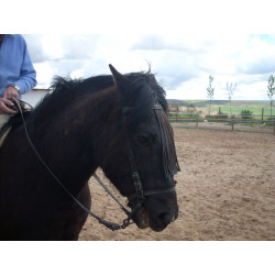 CABALLOS CABALLOS ESPAÑOLES CABALLOS EN VENTA YEGUADA YEGUAS POTROS