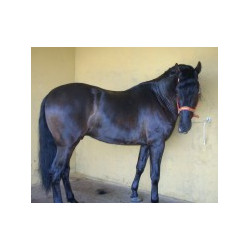 CABALLOS CABALLOS ESPAÑOLES CABALLOS EN VENTA YEGUADA YEGUAS POTROS