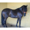 CABALLOS CABALLOS ESPAÑOLES CABALLOS EN VENTA YEGUADA YEGUAS POTROS
