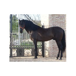 CABALLOS CABALLOS ESPAÑOLES CABALLOS EN VENTA YEGUADA YEGUAS POTROS