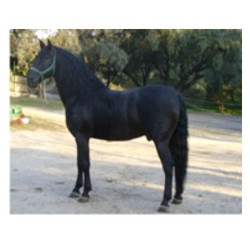 CABALLOS CABALLOS ESPAÑOLES CABALLOS EN VENTA YEGUADA YEGUAS POTROS