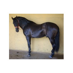 CABALLOS CABALLOS ESPAÑOLES CABALLOS EN VENTA YEGUADA YEGUAS POTROS