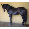 CABALLOS CABALLOS ESPAÑOLES CABALLOS EN VENTA YEGUADA YEGUAS POTROS