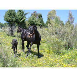 CABALLOS CABALLOS ESPAÑOLES CABALLOS EN VENTA YEGUADA YEGUAS POTROS