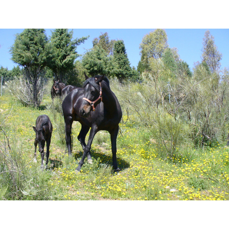 CABALLOS CABALLOS ESPAÑOLES CABALLOS EN VENTA YEGUADA YEGUAS POTROS