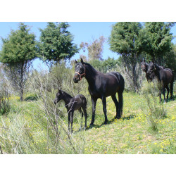 CABALLOS CABALLOS ESPAÑOLES CABALLOS EN VENTA YEGUADA YEGUAS POTROS