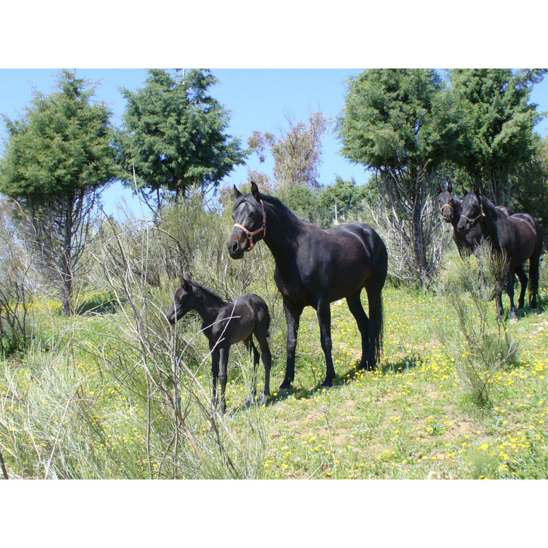 CABALLOS CABALLOS ESPAÑOLES CABALLOS EN VENTA YEGUADA YEGUAS POTROS