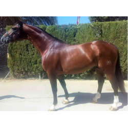 CABALLOS CABALLOS ESPAÑOLES CABALLOS EN VENTA YEGUADA YEGUAS POTROS