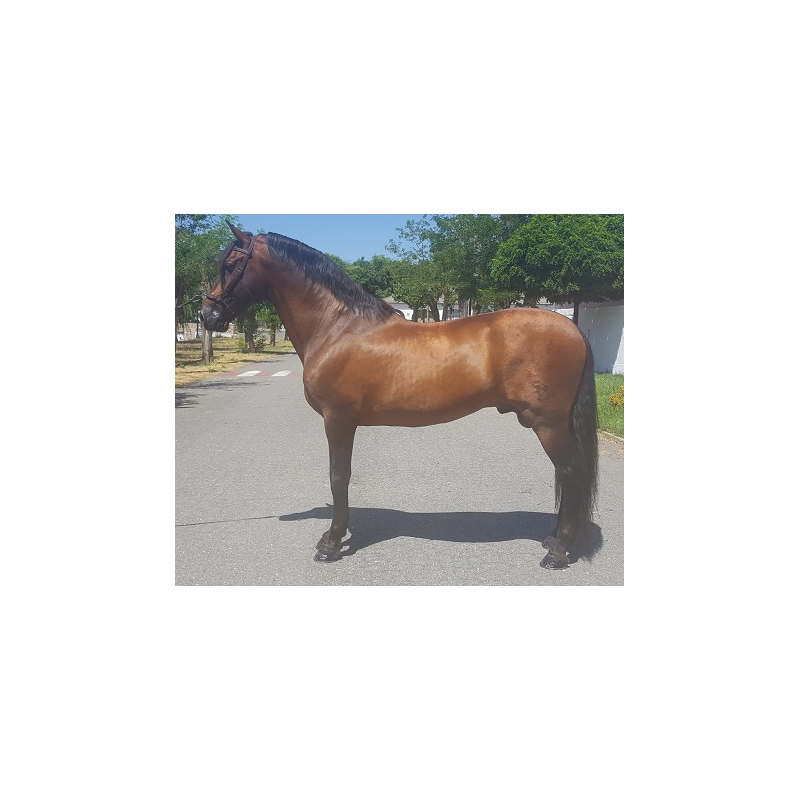 CABALLOS CABALLOS ESPAÑOLES CABALLOS EN VENTA YEGUADA YEGUAS POTROS