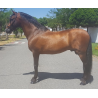 CABALLOS CABALLOS ESPAÑOLES CABALLOS EN VENTA YEGUADA YEGUAS POTROS